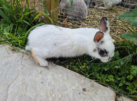 Male 12 week netherland cross