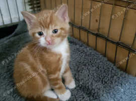 Boy kitten vet checked