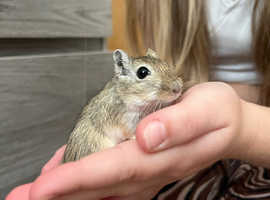 2 female gerbils looking for new home