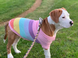 Staffy cross bullmastiff