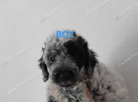 COCKAPOO PUPPIES