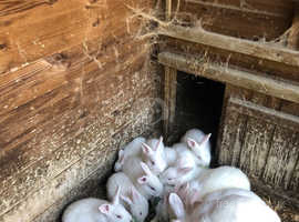 Adorable baby New Zealand White bunnies