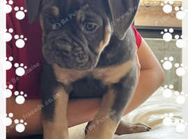 Old English bulldog female