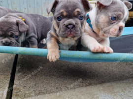 Lilac/ blue frenchies