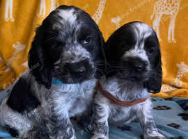 Show type cocker spaniel puppies