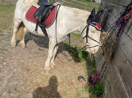 Cob x appaloosa
