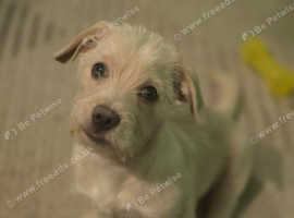 Norfolk terrier