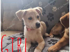 4 Gorgeous Puppies For Sale Japanese Akita X Staff X Rottweiler in