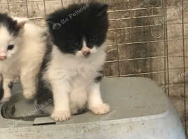 2 kittens looking for new home ready now girl and boy