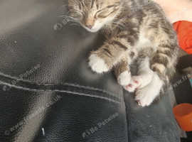 2 male kittens