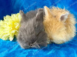 Woolly Jumpers ready now!