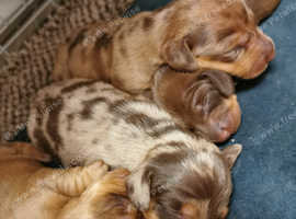 Miniature Dachshunds For Sale And Rehome In Dartford Find Dogs