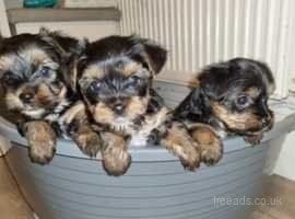 Adorable Yorkshire Terrier for Sale