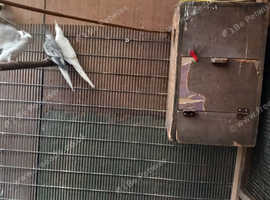 All those birds for sale