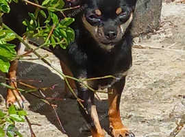 Girl Chihuahua for sale