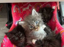 Mainecoons