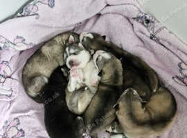 7 husky pups ready 19.05.2025