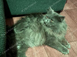 Persian cat for sale