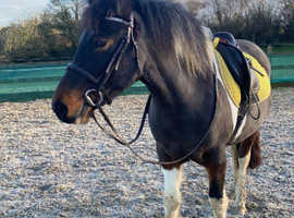 Beautiful Dartmoor hill pony looking for a loving home