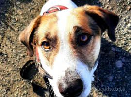 Beagle X Jack Russel is looking for a new loving HOME