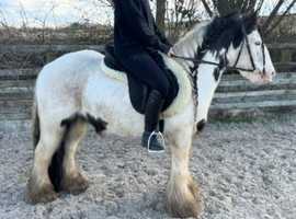 13hh traditional cob gelding