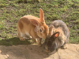 Two  bonded female and male rabbits needing living home asap