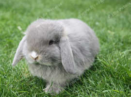 Mini lop licac otter boy