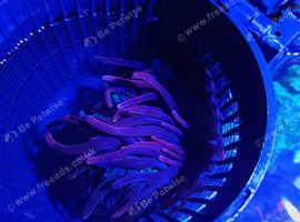 Rose  bubble tip anemone