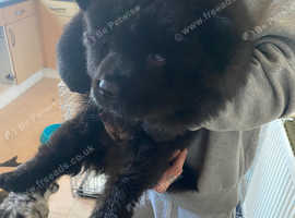 Chow chow pups