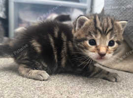 Beautiful Part bengal kittens