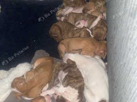 American bulldog puppies for sale