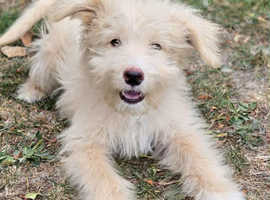 Shepadoodle Puppies *health tested parents*