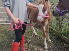 Yearling colt
