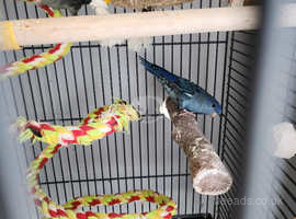 Parakeets x 2 for sale
