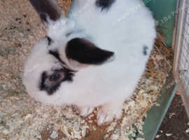 Beautiful Netherland dwarf female