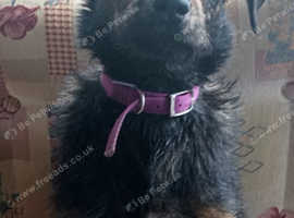 female cross breed