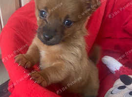 Red Norfolk border x Chihuahua