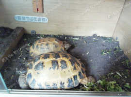 Proven Pair Of Horsefield Tortoise in Leicester on Freeads Classifieds ...