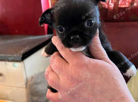 Pug x jack russell - chihuahua  puppies