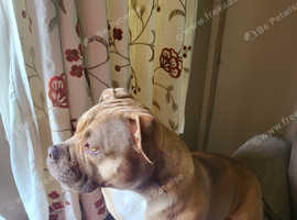 Pocket bully age two female