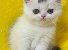 Gorgeous Exotic Shorthair kittens
