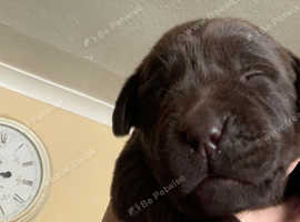 Kc registered chocolate Labradors