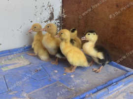 6 magpie and cherry valleys ducklings