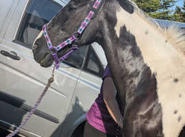 15.2hh Piebald gelding