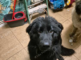 newfoundland cross German shepherd