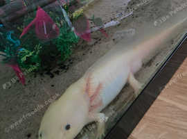 Axolotl