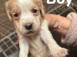 4 cocka  spaniel puppies