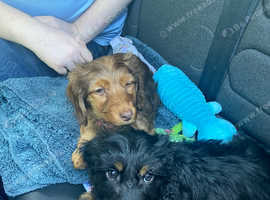 Dachshund x Jack Russell (we are open to serious offers)