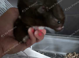 Lovely hamster looking for a forever home