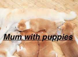 17 week old male Japanese Akita in Grantham Lincolnshire
